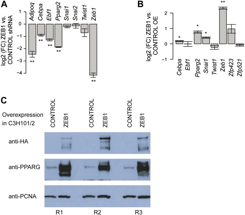 Figure 5—figure supplement 1.