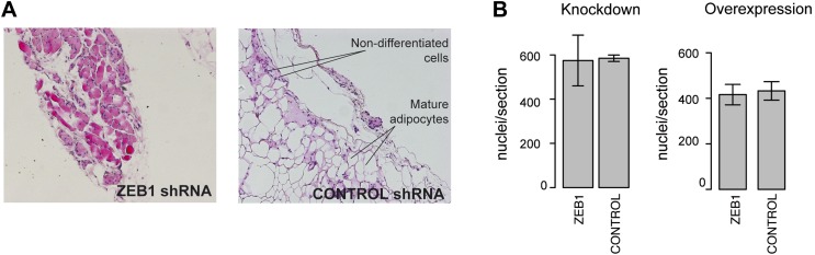 Figure 6—figure supplement 1.