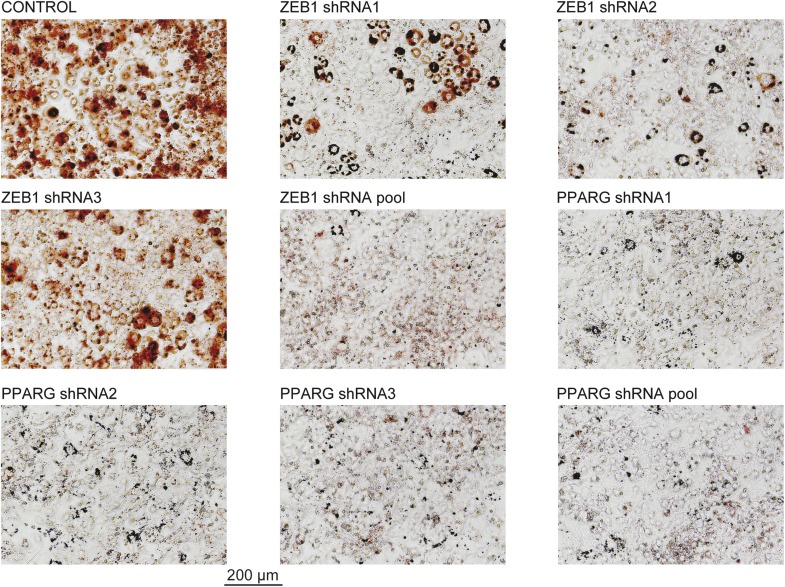 Figure 1—figure supplement 3.