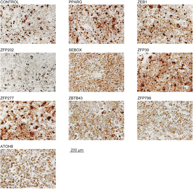 Figure 1—figure supplement 2.