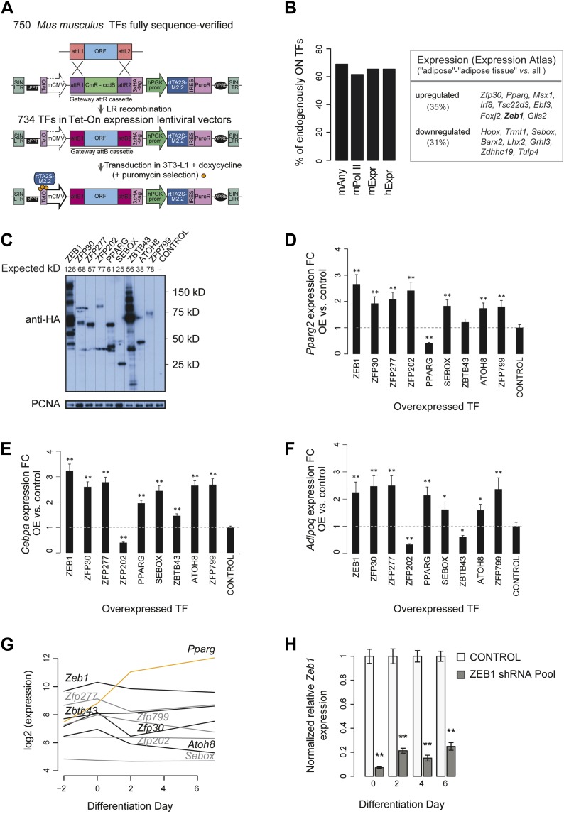 Figure 1—figure supplement 1.