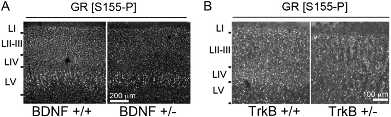 Fig. S8.