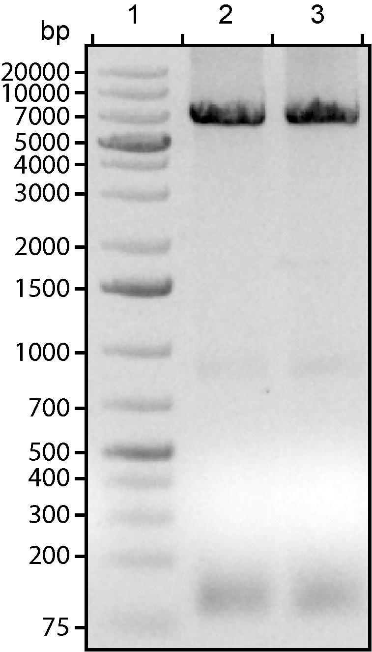 Figure 3.