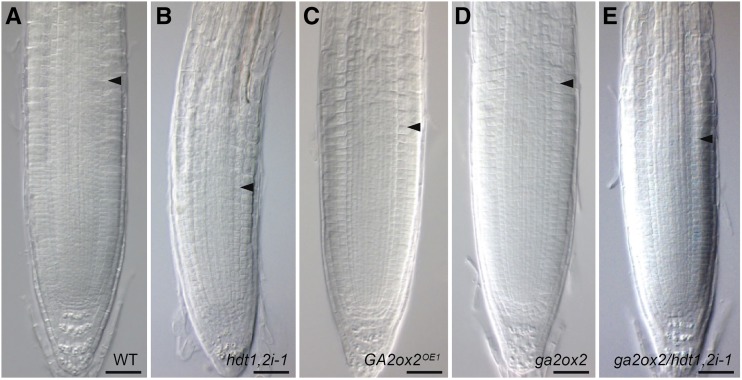 Figure 7.