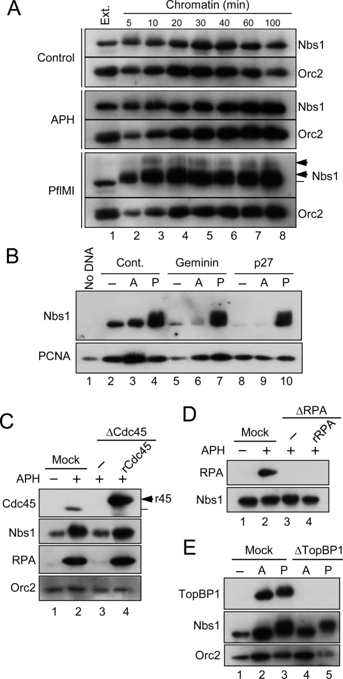 FIGURE 2: