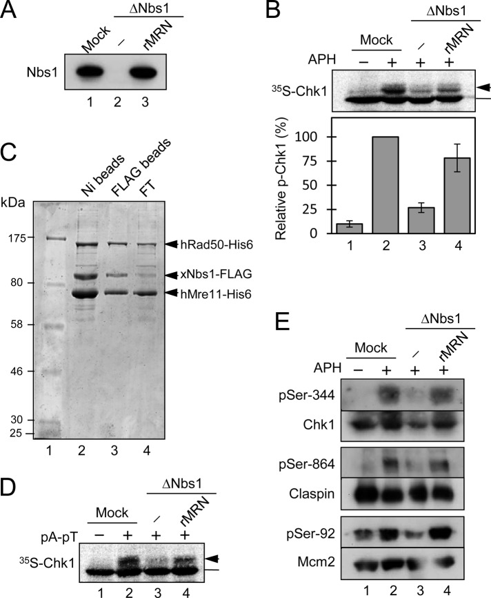 FIGURE 1: