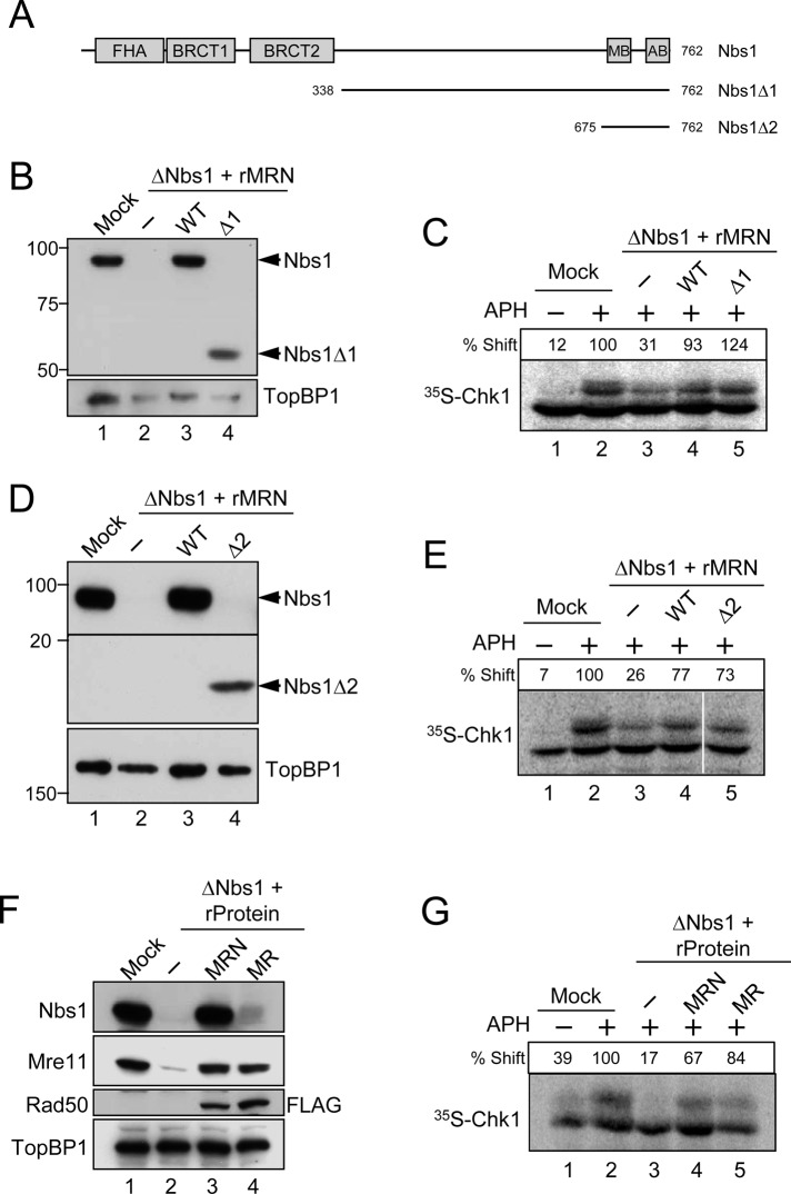 FIGURE 4: