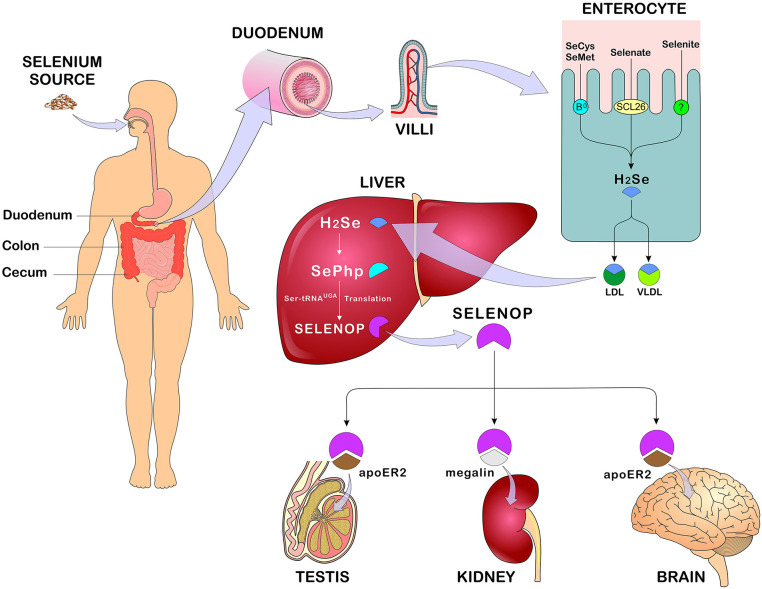 Figure 3