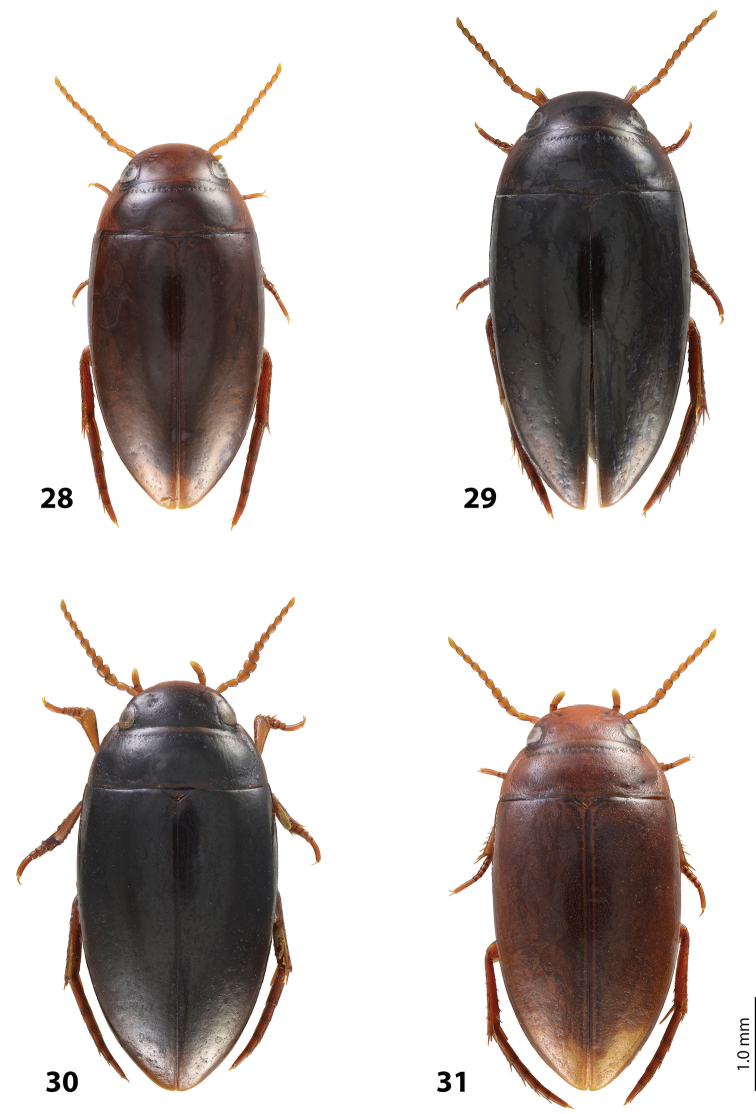 Figures 28–31.