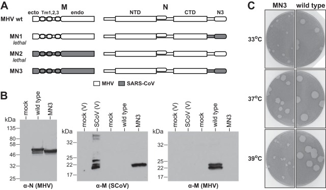 FIG 2