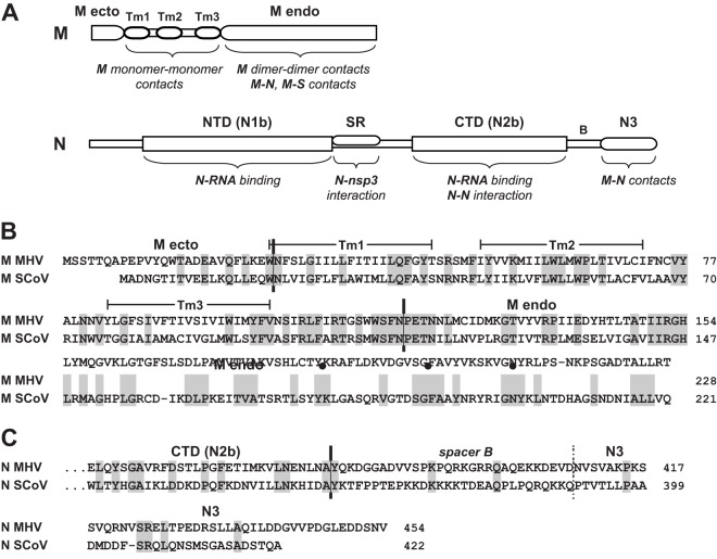 FIG 1