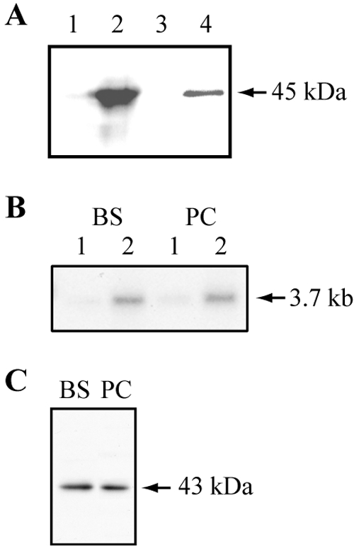 FIG. 3.