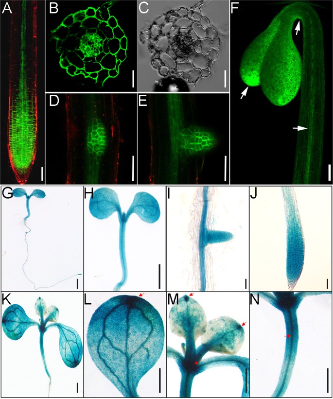 Fig 3