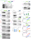 Figure 1—figure supplement 1.