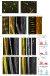 Figure 4—figure supplement 1.