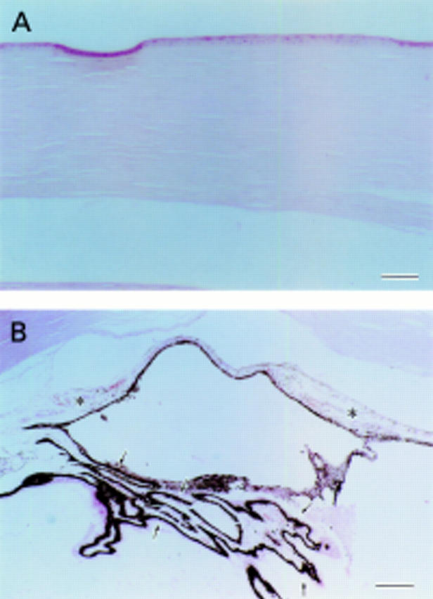 Figure 4  