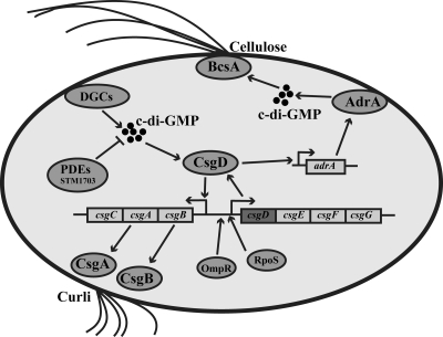 FIG. 1.