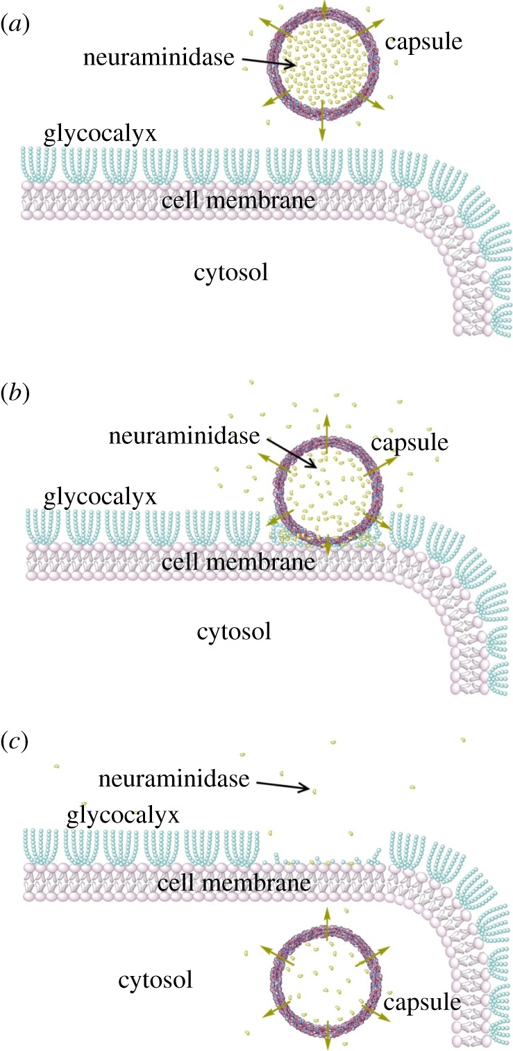 Figure 5.