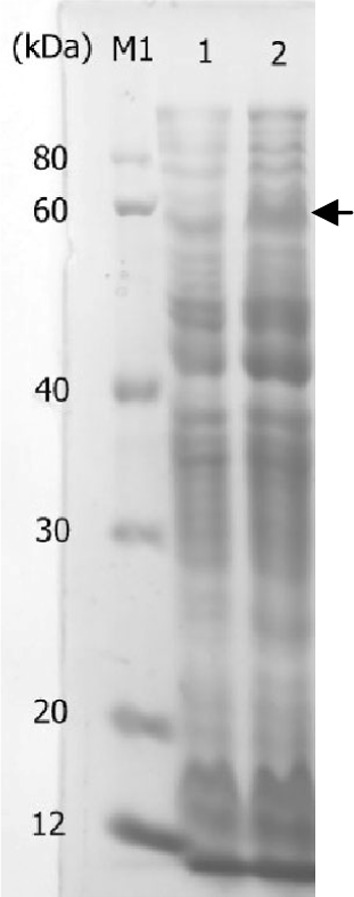 Fig. 1