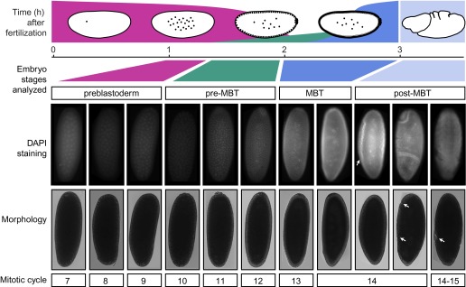 Figure 1—figure supplement 1.