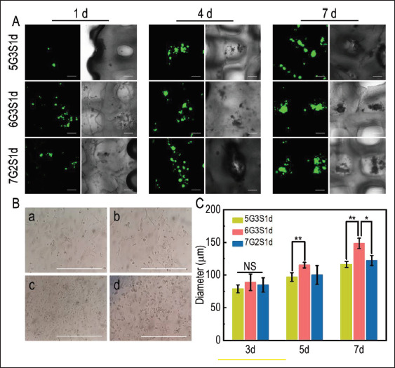 Figure 11