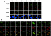 FIG. 1.