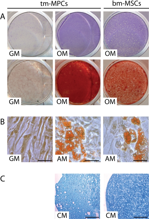 Fig. 3