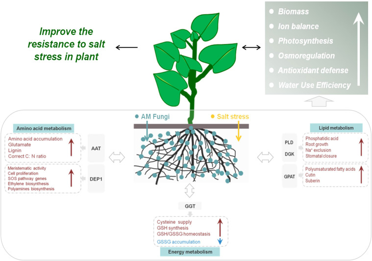 Figure 11