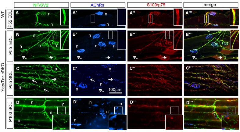 Figure 4—figure supplement 3.