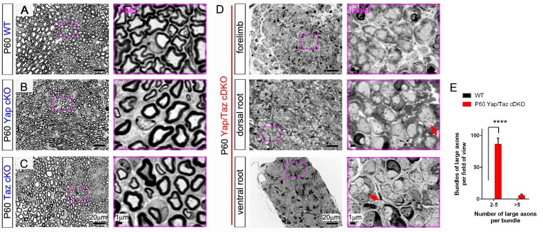 Figure 2—figure supplement 3.