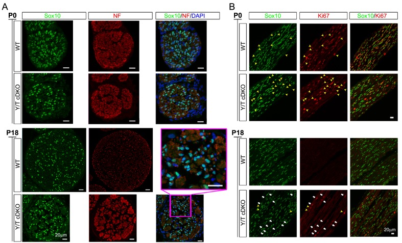 Figure 4—figure supplement 1.