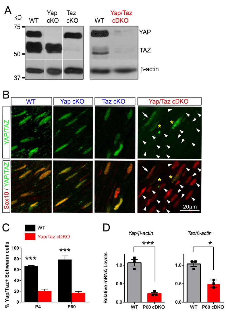 Figure 2—figure supplement 1.