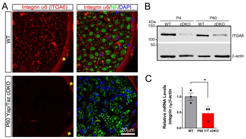 Figure 4—figure supplement 2.