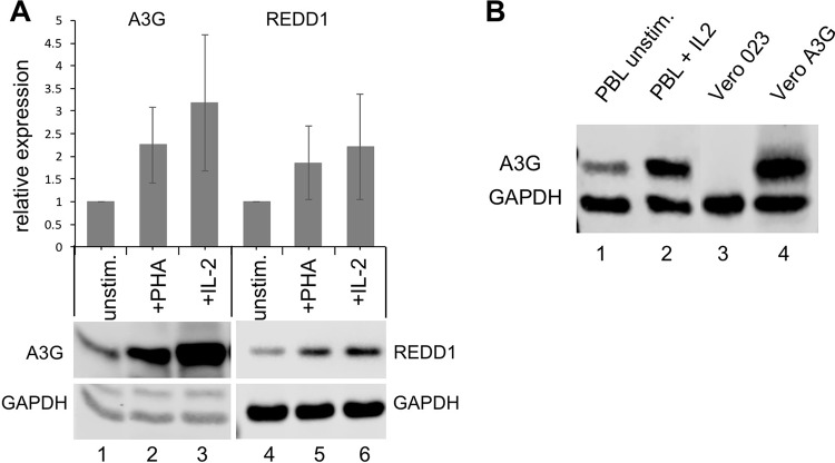 FIG 5