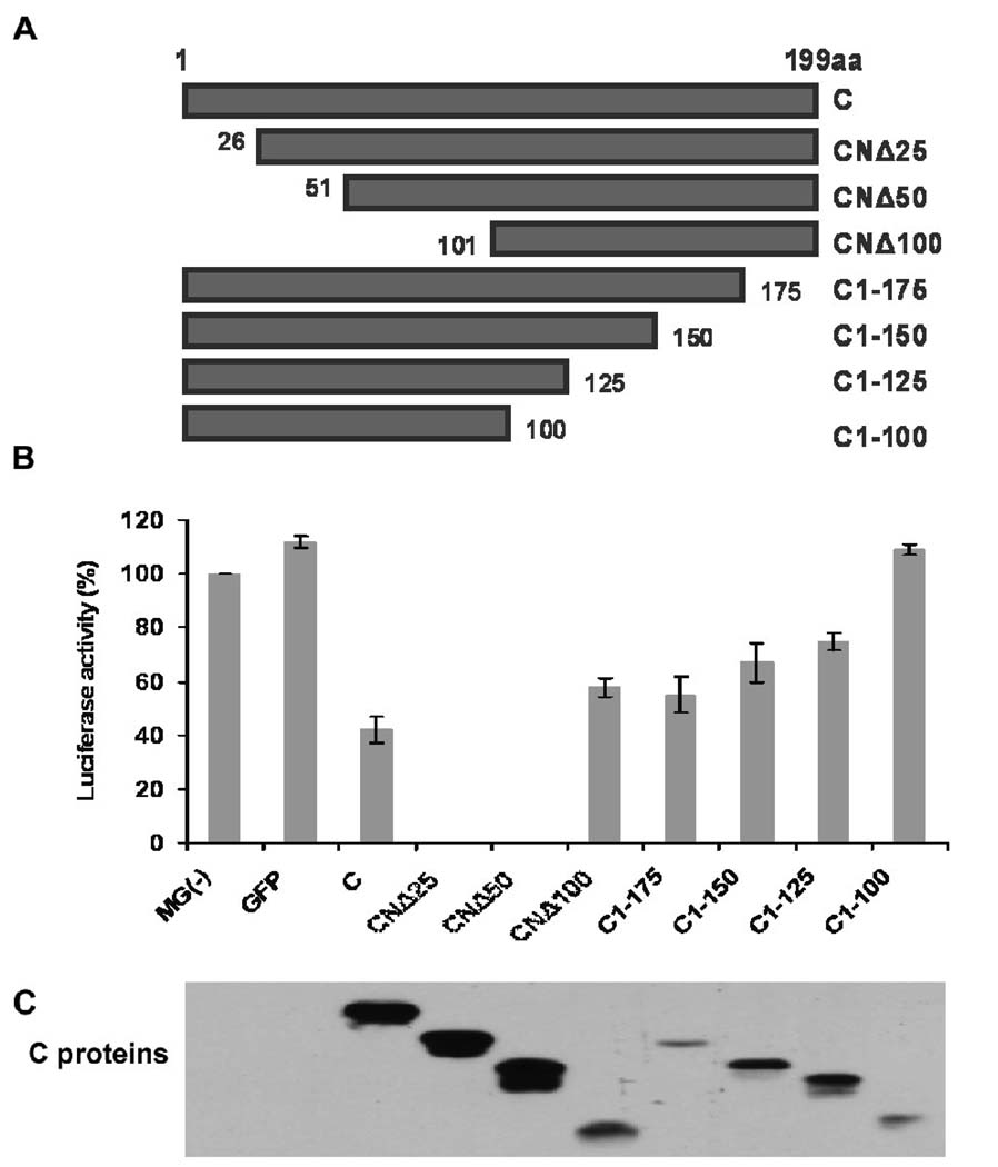 N-terminally truncated C protein, CNΔ25, of human parainfluenza virus ...