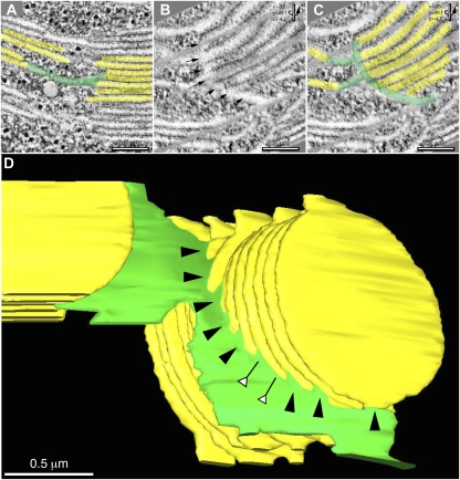 Figure 5.