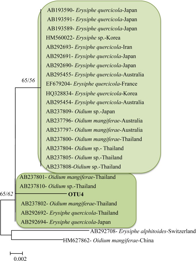 Fig 6