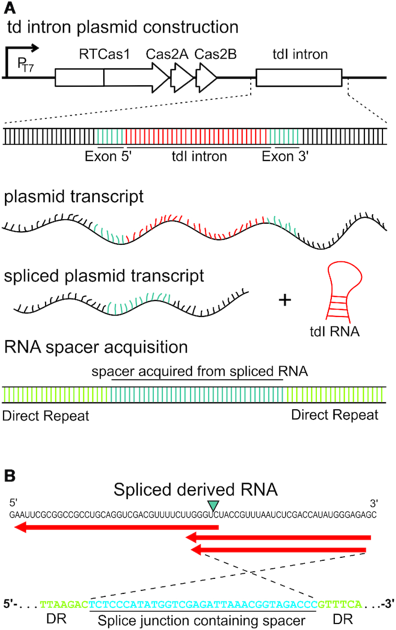 Figure 5.