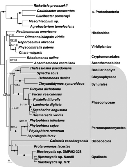 FIG. 4.—