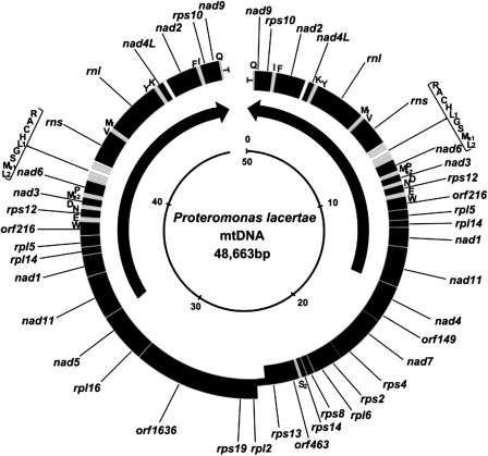 FIG. 2.—