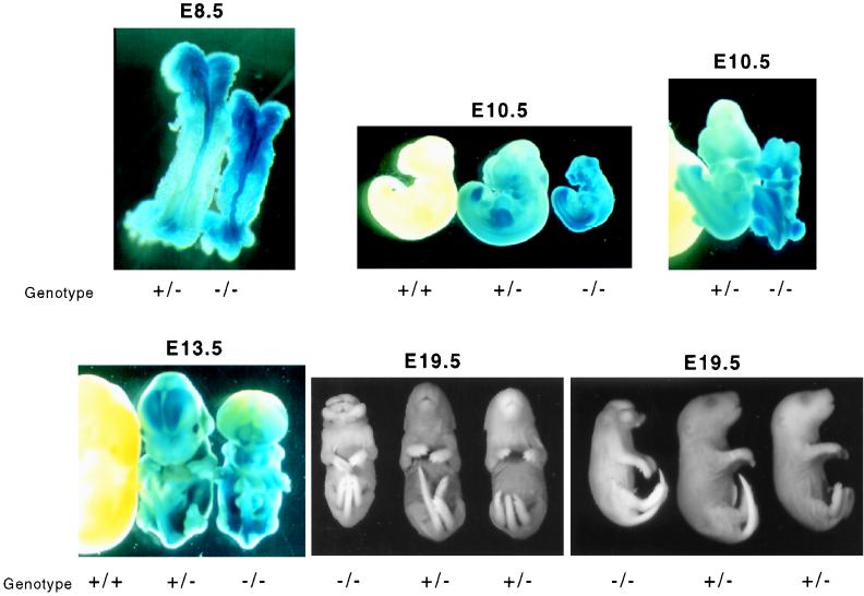 FIG. 5