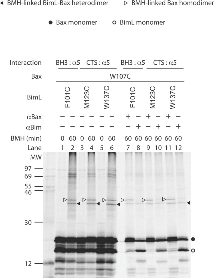 Figure 9—figure supplement 1.