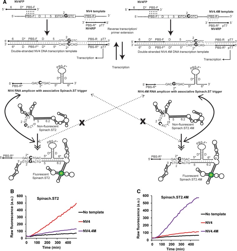 FIGURE 4.