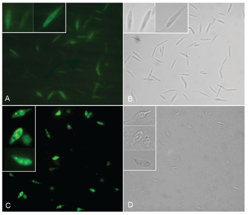 Fig. 5: