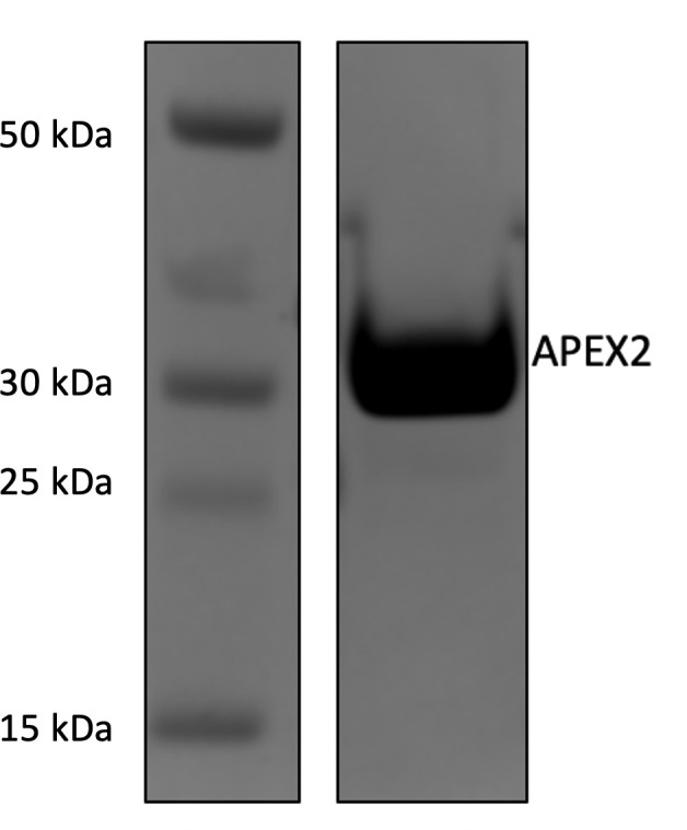 Figure 1—figure supplement 1.