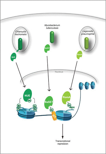 FIGURE 2