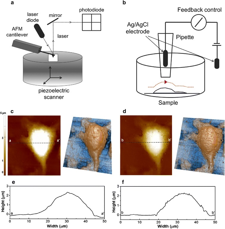 Fig. 1