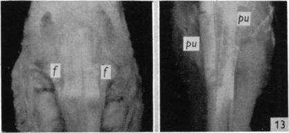 Fig. 13