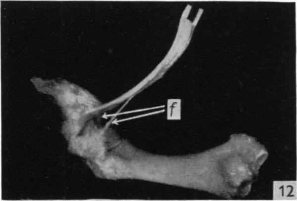 Fig. 12