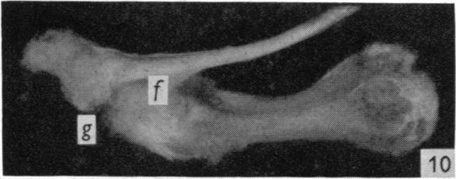 Fig. 10